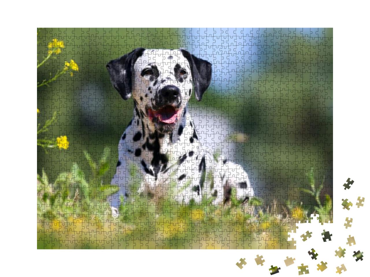 Summer Portrait of Cute Dalmatian Dog with Black Spots. S... Jigsaw Puzzle with 1000 pieces