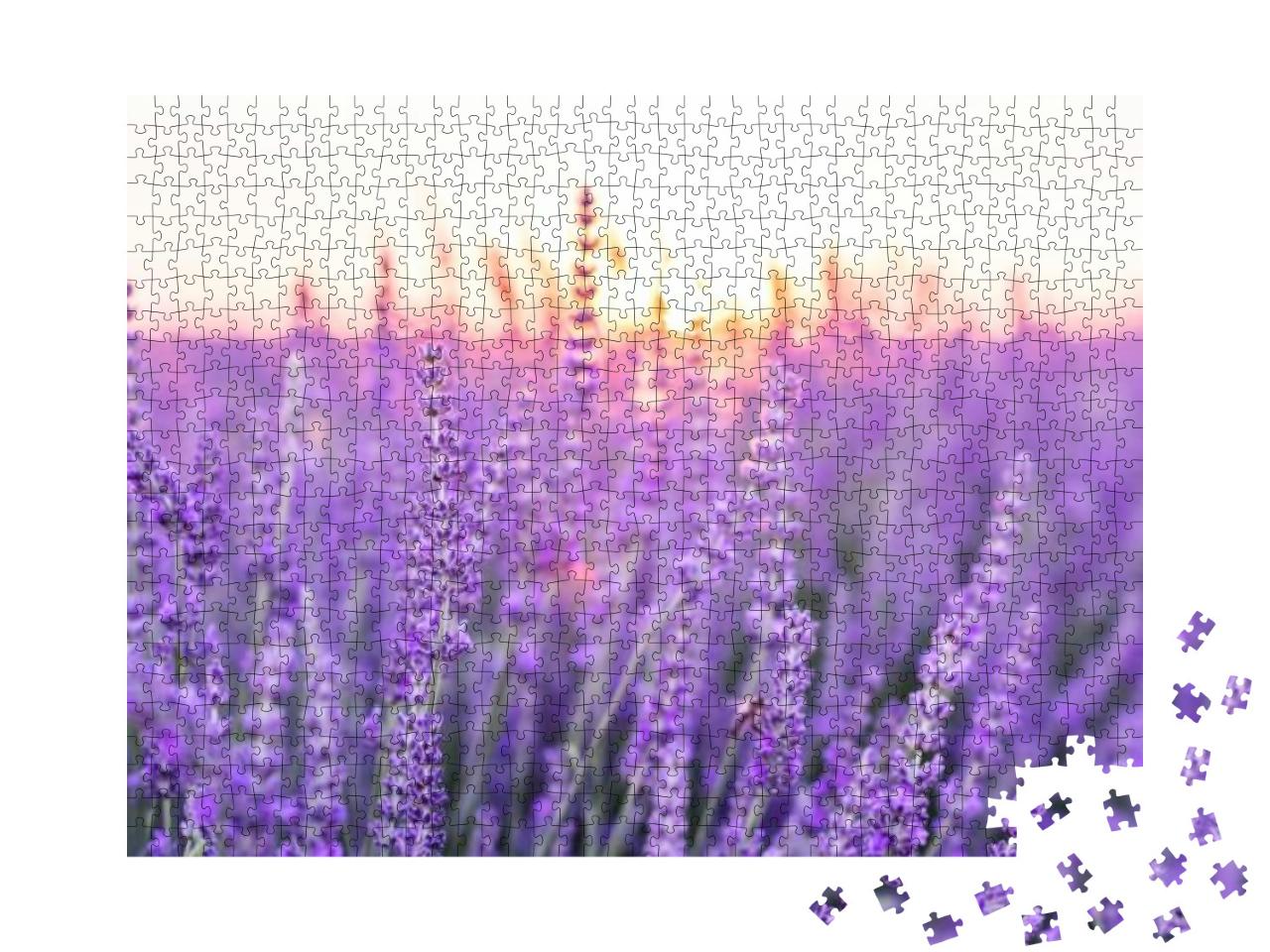Sunset Over a Violet Lavender Field. Valensole Lavender F... Jigsaw Puzzle with 1000 pieces