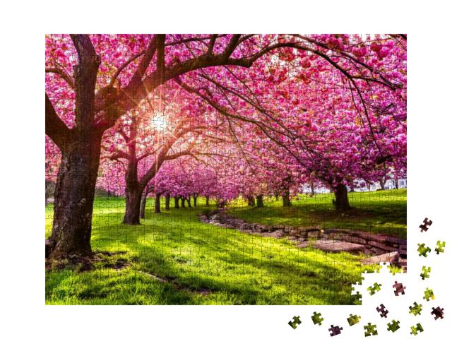 Cherry Tree Blossom Explosion in Hurd Park, Dover, New Je... Jigsaw Puzzle with 1000 pieces