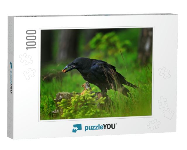 Raven in Dark Green Forest. Young Common Raven, Corvus Co... Jigsaw Puzzle with 1000 pieces