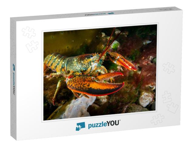 American Lobster Underwater Foraging for Food on R... Jigsaw Puzzle