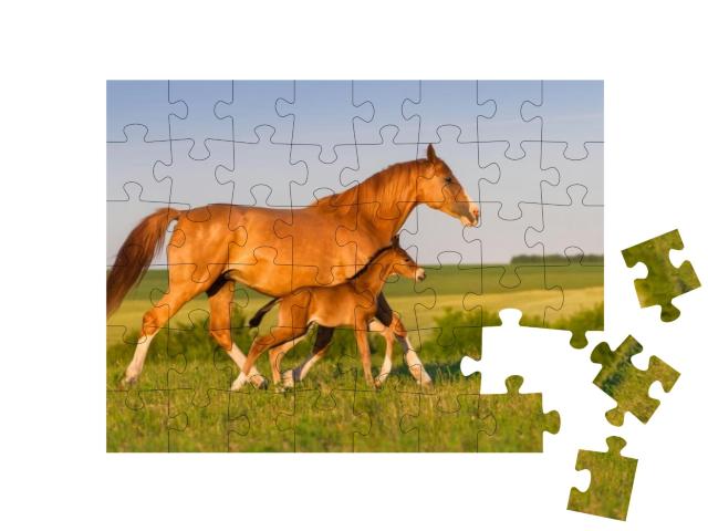 Mare Run with Colt in Beautiful Field At Sunrise... Jigsaw Puzzle with 48 pieces