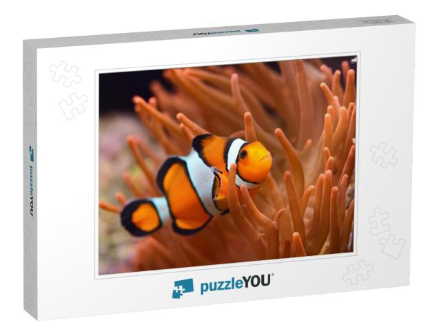 Amphiprion Ocellaris Clownfish in Marine Aquarium... Jigsaw Puzzle