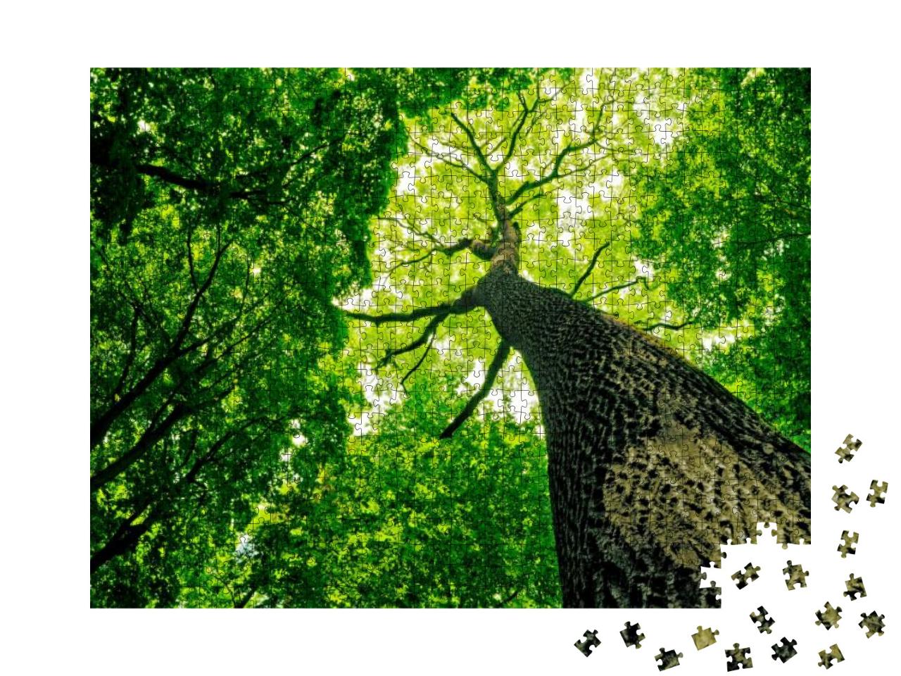 Forest Trees. Nature Green Wood Sunlight Backgrounds... Jigsaw Puzzle with 1000 pieces