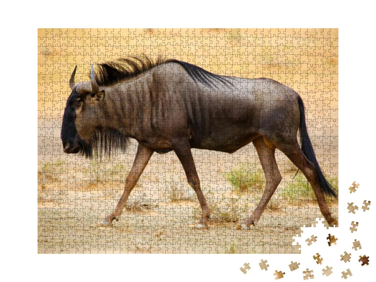 The Blue Wildebeest Connochaetes Taurinus is Walking in t... Jigsaw Puzzle with 1000 pieces