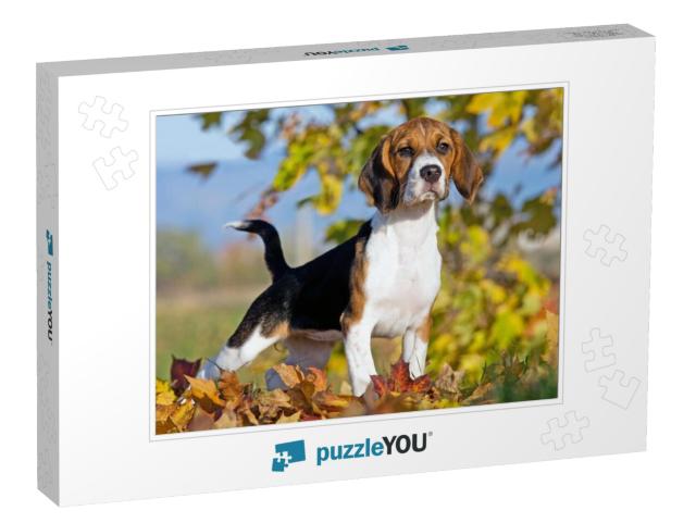 Portrait of Nice Beagle... Jigsaw Puzzle