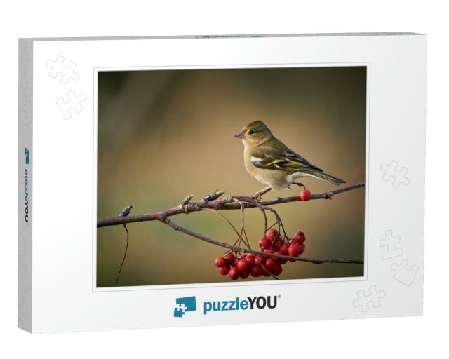 Sitting Common Chaffinch, Bird on Branch, Europe, Czech R... Jigsaw Puzzle