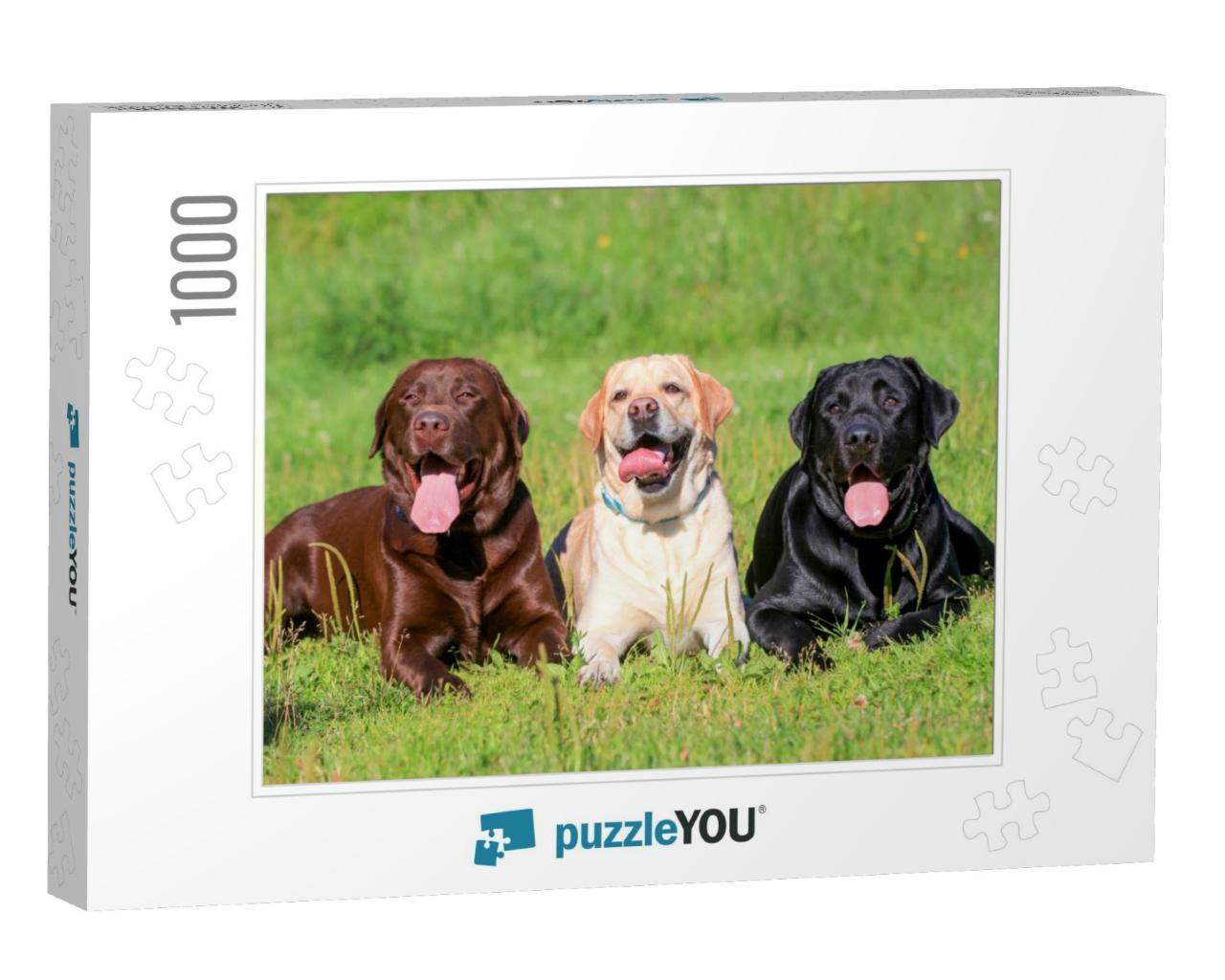 Three Labrador Retriever Dogs on the Grass, Black, Chocol... Jigsaw Puzzle with 1000 pieces