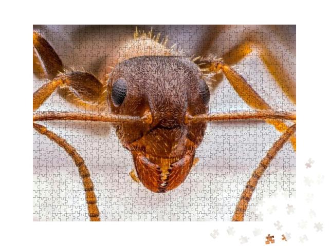 Tiny Red Ant Close Up... Jigsaw Puzzle with 1000 pieces