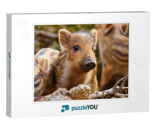 Beautiful Little Pigs Wild in Nature. Wild Boar. Animal i... Jigsaw Puzzle