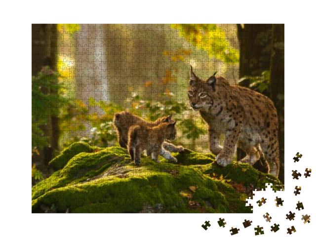 Young Lynxes... Jigsaw Puzzle with 1000 pieces