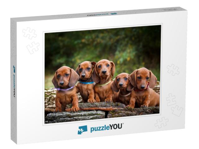 Cute Dachshunds Puppy with Nature Background... Jigsaw Puzzle