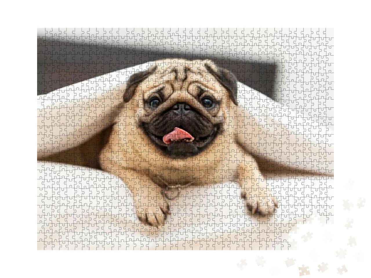 Cute Pug Dog Breed Lying in Blanket on White Bed in Cozy... Jigsaw Puzzle with 1000 pieces