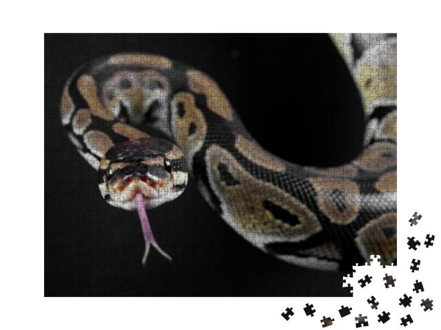Python Snake with the Tongue Out in Studio... Jigsaw Puzzle with 1000 pieces