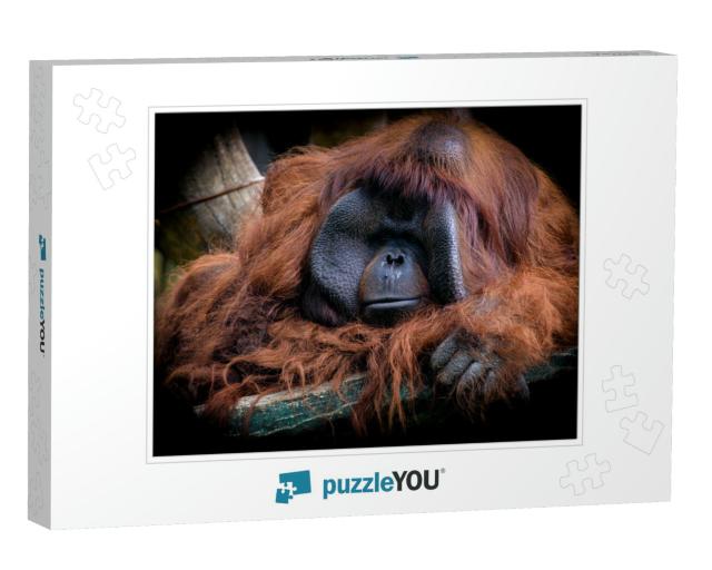 The Male Bornean Orangutan Pongo Pygmaeus is a Species of... Jigsaw Puzzle