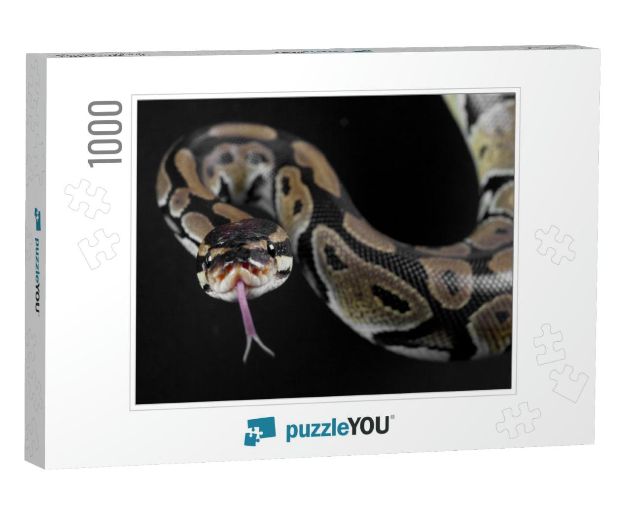 Python Snake with the Tongue Out in Studio... Jigsaw Puzzle with 1000 pieces