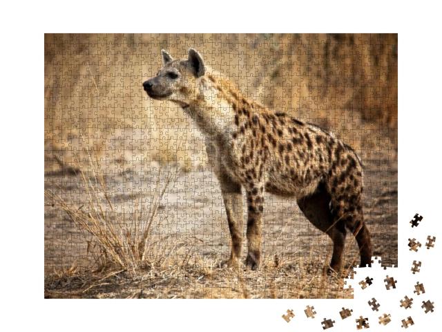 Spotted Hyena in Luangwa National Park Zambia... Jigsaw Puzzle with 1000 pieces