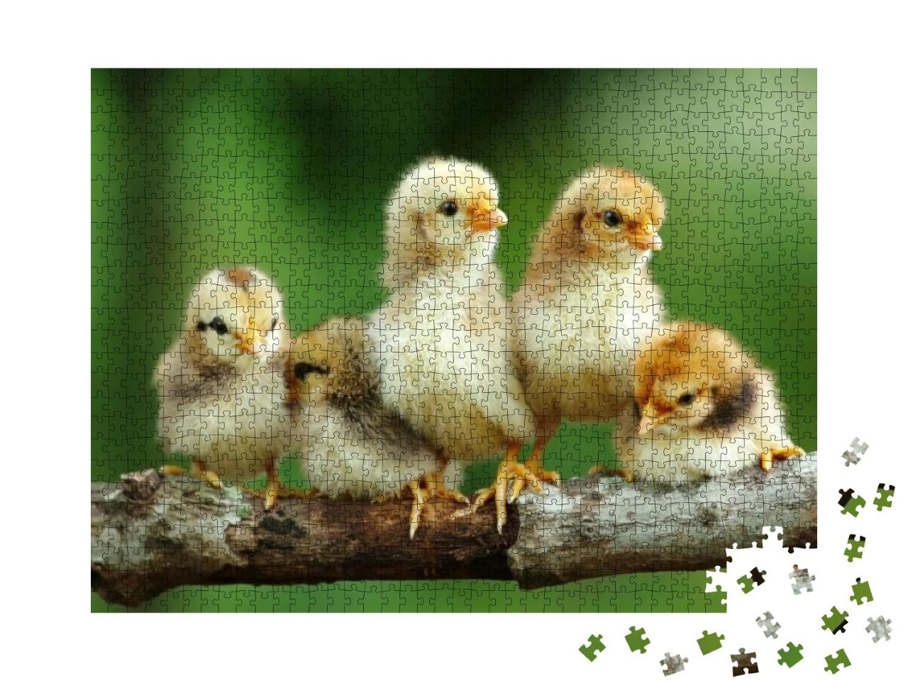 Group of Babies Chicks on Nature Background... Jigsaw Puzzle with 1000 pieces