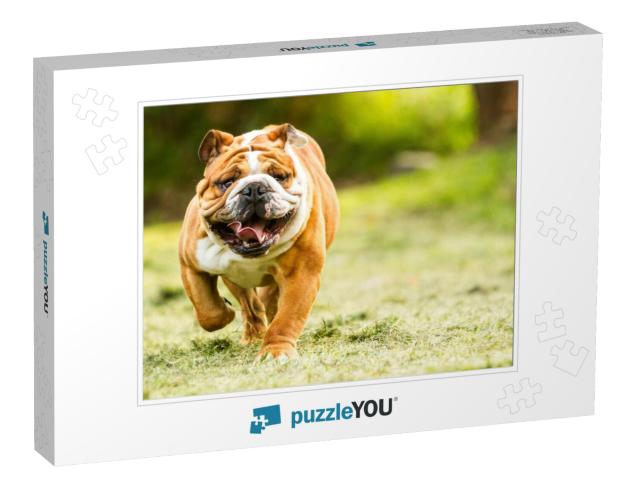 Bulldog English Run Pet Funny Training Move Power Purebre... Jigsaw Puzzle