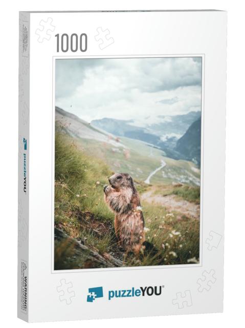 Portrait of Alpine Marmot, Marmot on a Rock in Austria... Jigsaw Puzzle with 1000 pieces
