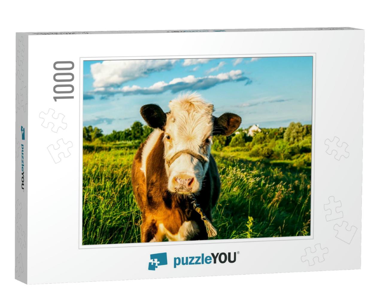 Cow Calf Portrait on Farm Pasture. Cute Calf Portrait. Ca... Jigsaw Puzzle with 1000 pieces