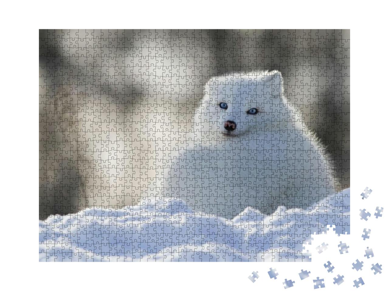 Blue Eyes Arctic Fox... Jigsaw Puzzle with 1000 pieces