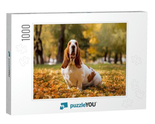 Dog Breed Basset Hound... Jigsaw Puzzle with 1000 pieces