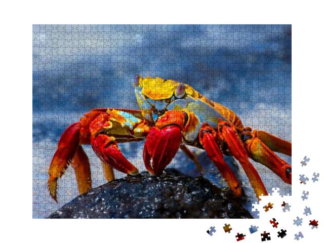 Sally Lightfoot Crab on a Lava Rock, Galapagos... Jigsaw Puzzle with 1000 pieces