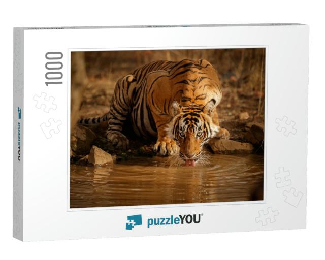 Tiger in the Nature Habitat. Tiger Male Drinking Water. W... Jigsaw Puzzle with 1000 pieces