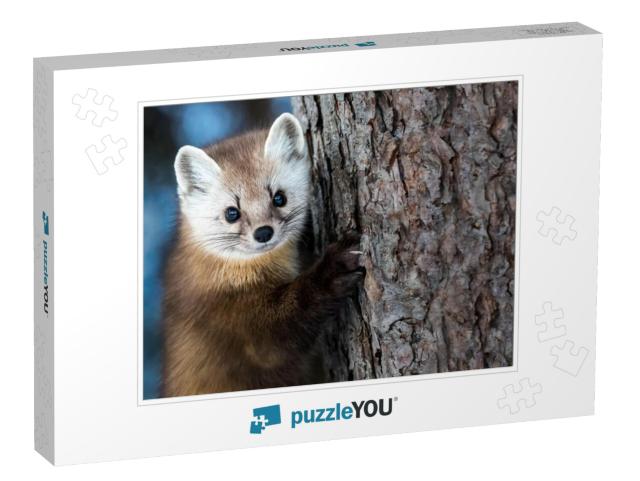 American Marten - Martes Americana, Climbing a Pine Tree... Jigsaw Puzzle