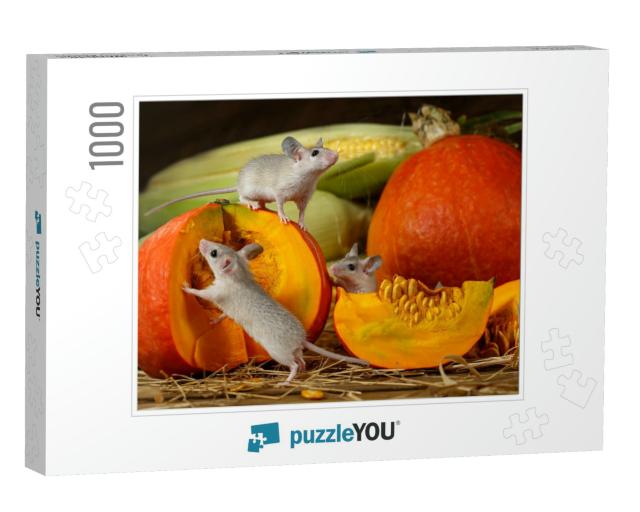 Close-Up Three Young Mice Climbs on Orange Pumpkin in the... Jigsaw Puzzle with 1000 pieces