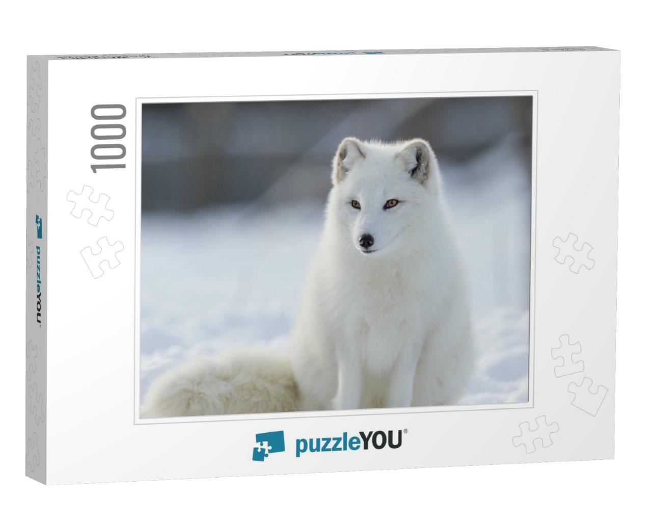 Arctic Fox in Winter... Jigsaw Puzzle with 1000 pieces