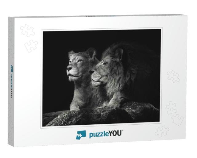 Portrait of a Sitting Lions Couple Close-Up on an Isolate... Jigsaw Puzzle