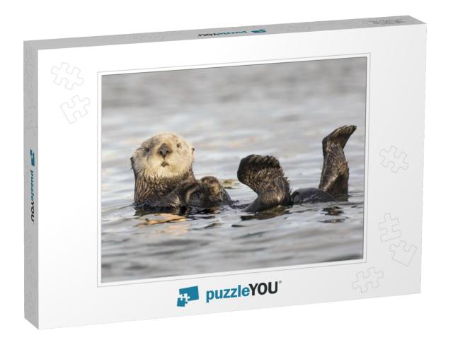 White Faced California Sea Otter Floating on His Back. Wa... Jigsaw Puzzle