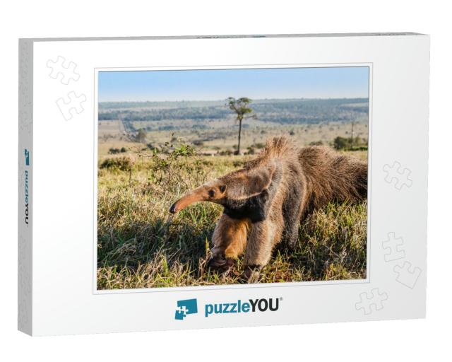 A Wild Giant Anteater At the Pasture... Jigsaw Puzzle