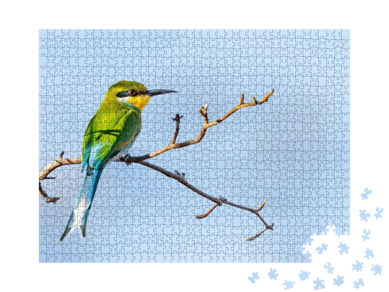 Swallow-Tailed Bee-Eater Merops Hirundineus Perched on Ac... Jigsaw Puzzle with 1000 pieces