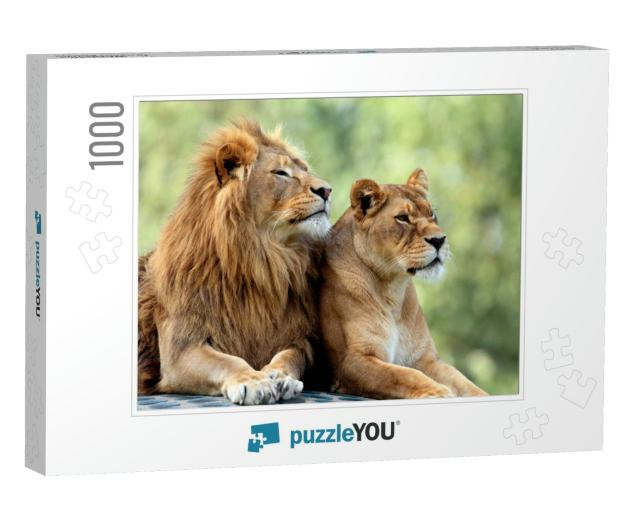Pair of Adult Lions in Zoological Garden... Jigsaw Puzzle with 1000 pieces