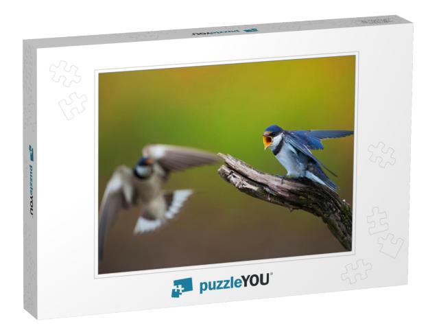 Two White-Throated Swallows in Confrontation... Jigsaw Puzzle