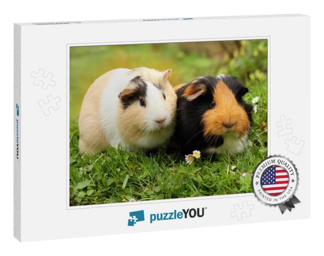 Two Cute Guinea Pigs... Jigsaw Puzzle