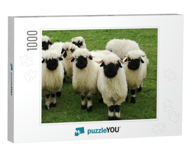 A Herd of White Sheep with a Black Beak, Nose & Ears. Wal... Jigsaw Puzzle with 1000 pieces