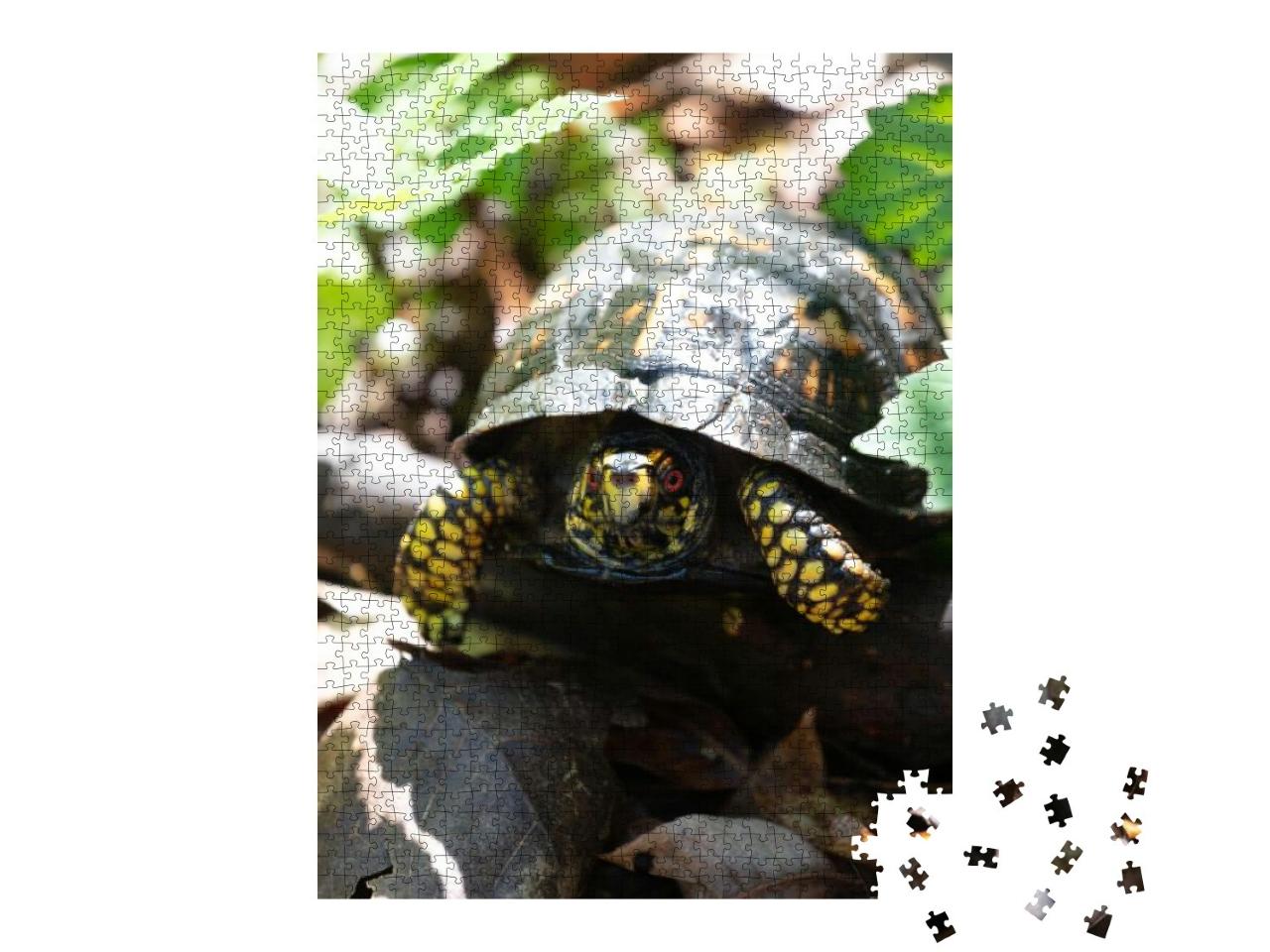 A Vertical Closeup of an Eastern Box Turtle Outdoo... Jigsaw Puzzle with 1000 pieces