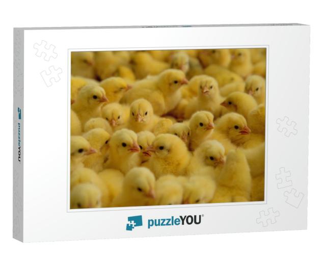Lot of Little Chickens in a Farm... Jigsaw Puzzle