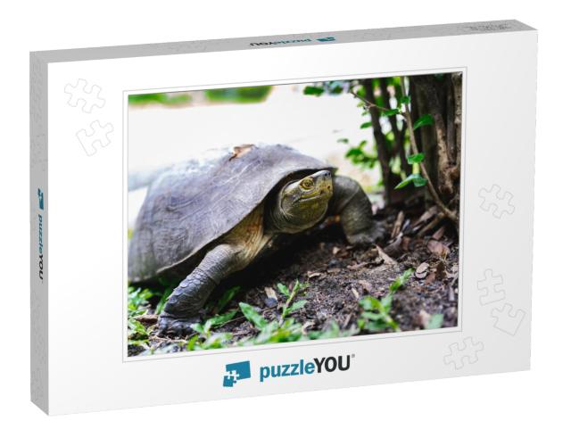 Brown Turtle Walking on Grass. Turtle Shell Injure... Jigsaw Puzzle