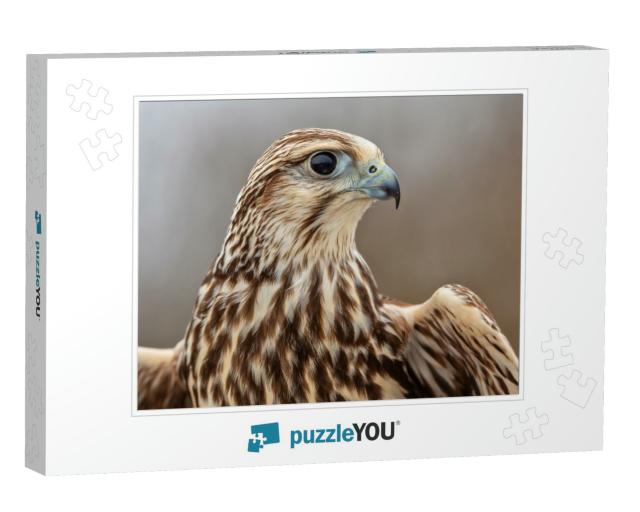 Saker Falcon Portrait, Majestic Saker Falcon, Beautiful F... Jigsaw Puzzle