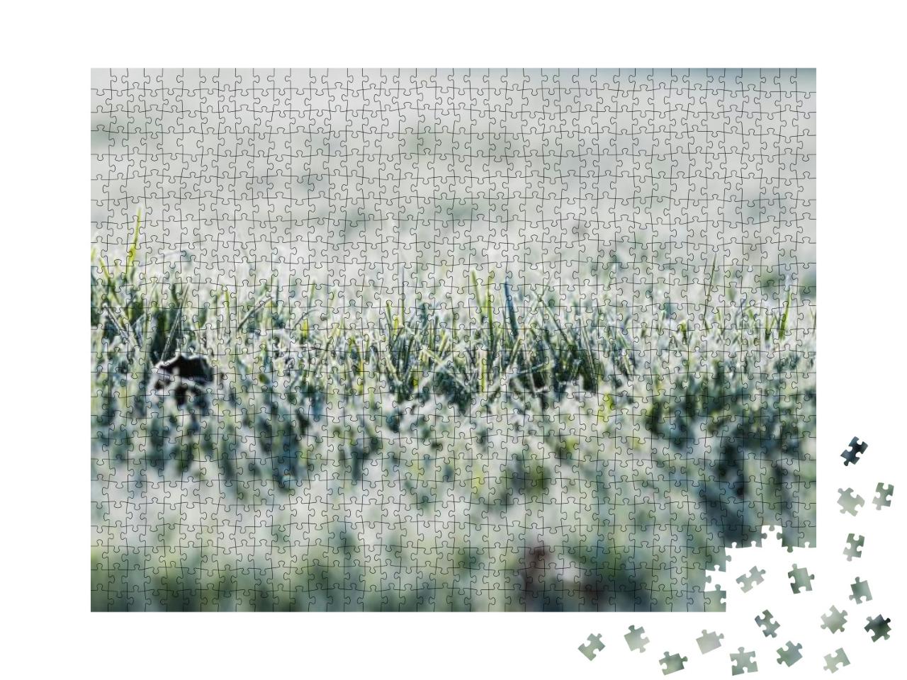 Frost on the Grass in the Cold Season. Grass Under the Sn... Jigsaw Puzzle with 1000 pieces