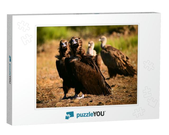 A Huge Black Vulture in Spain... Jigsaw Puzzle