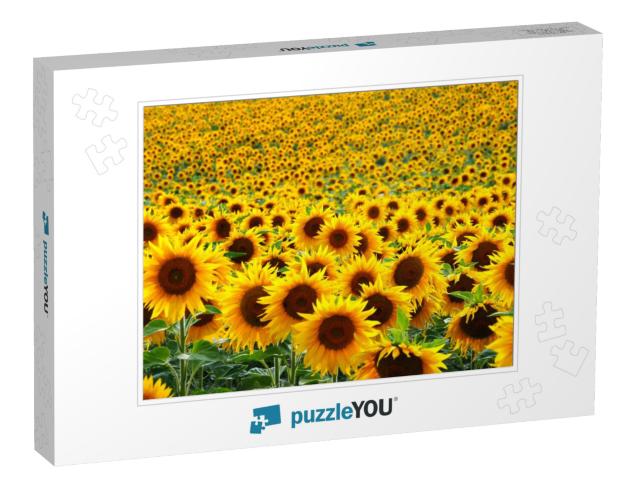 Sunflower Field... Jigsaw Puzzle