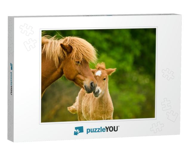A Very Beautiful Chestnut Foal of an Icelandic Horse is S... Jigsaw Puzzle