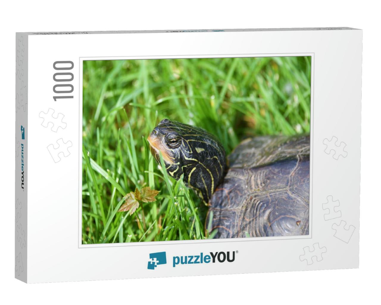 Close Up Turtle Portrait, Cute Turtle... Jigsaw Puzzle with 1000 pieces