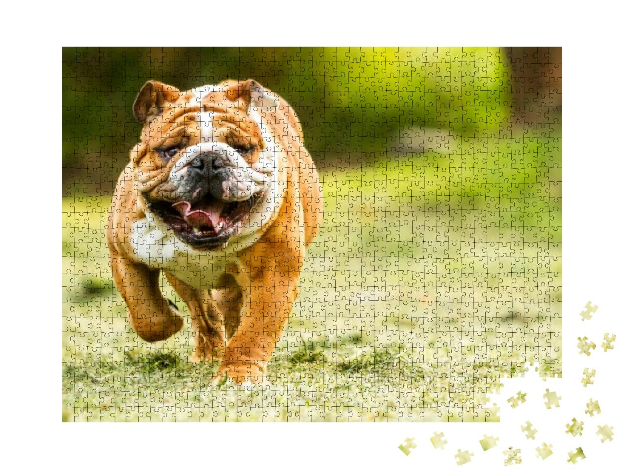 Bulldog English Run Pet Funny Training Move Power Purebre... Jigsaw Puzzle with 1000 pieces